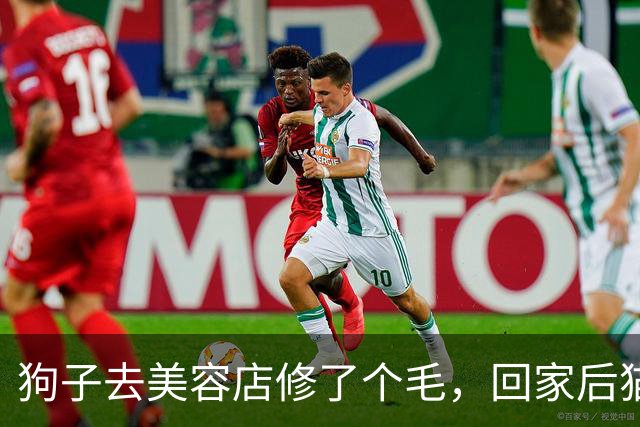 狗子去美容店修了个毛，回家后猫咪直接炸毛：这丑狗是谁？铲屎的，你接错狗了吧！